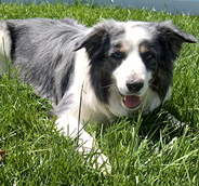 Pet